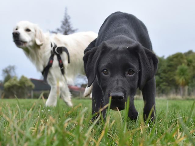 Exploring the Shand Park dog exercise area at Green Island yesterday are golden retriever Mila (20 months) and her labrador friend Chloe (3 months). Labradors and retrievers are two of the most popular dog breeds registered in Dunedin. Photo: Gregor Richa