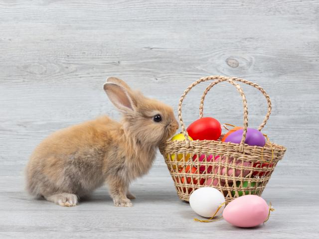 Prime Minister Jacinda Ardern has confirmed the Easter Bunny is an essential worker. Photo: Getty...