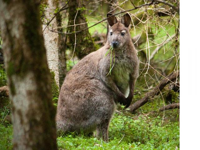 More than 4000 wallabies were shot during the 30th annual wallaby hunting competition. Photo:...