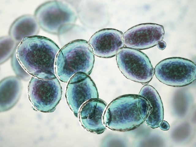 Computer illustration of budding yeast cells. Photo: Getty Images