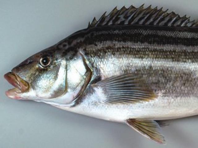 A trumpeter caught from the wharf.