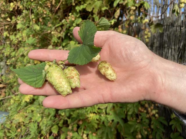 The old-fashioned green variety grown at Kaka Point.PHOTO: MARY-JO TOHILL