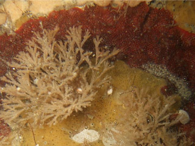 An underwater photo shows two species of bryozoan: Watersipora (red) and Bugula (cream coloured,...
