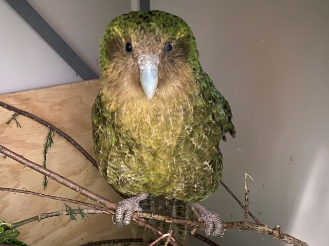 Dunedin Wildlife Hospital kakapo patient Alison is recovering from a serious injury to her left...