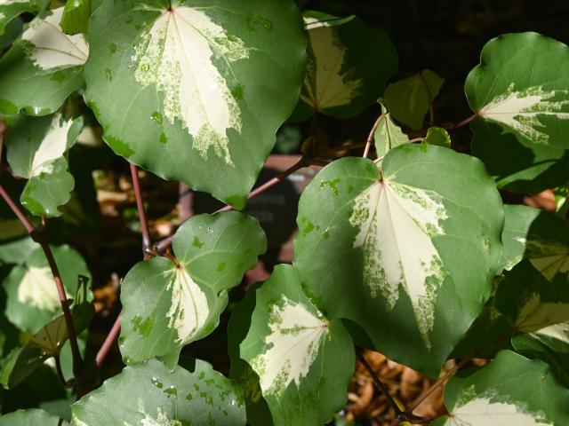 Piper excelsum ‘‘Variegatum’’. PHOTO: LINDA ROBERTSON