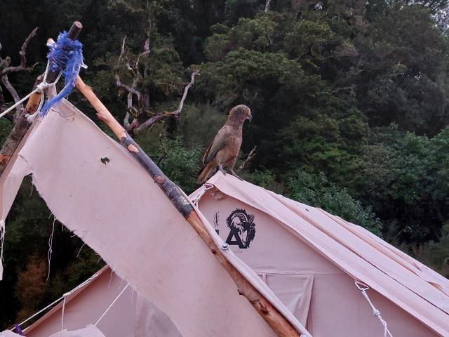 A rangers’ tent in South Westland was torn to pieces by kea.