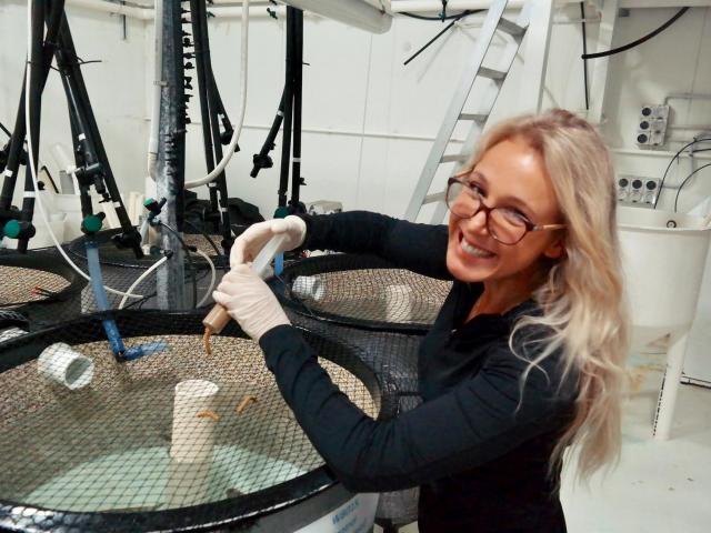 Marine scientist Veronica Rotman found that ingesting microplastics affected the guts and growth...