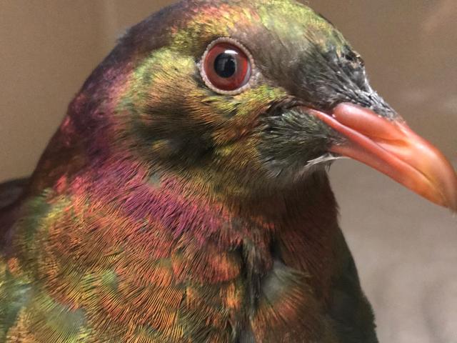 A late-season surge of kereru have become patients in the forest bird ward at Dunedin Wildlife...