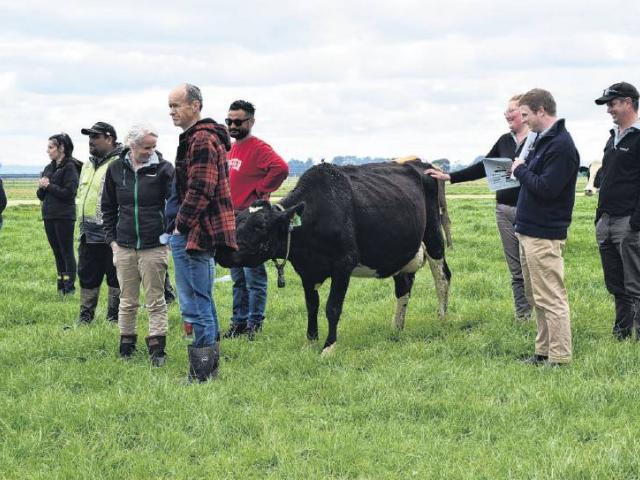 Inquisitive cattle . . . A cow checks out AgResearch Invermay soil scientist Ross Monaghan at a...