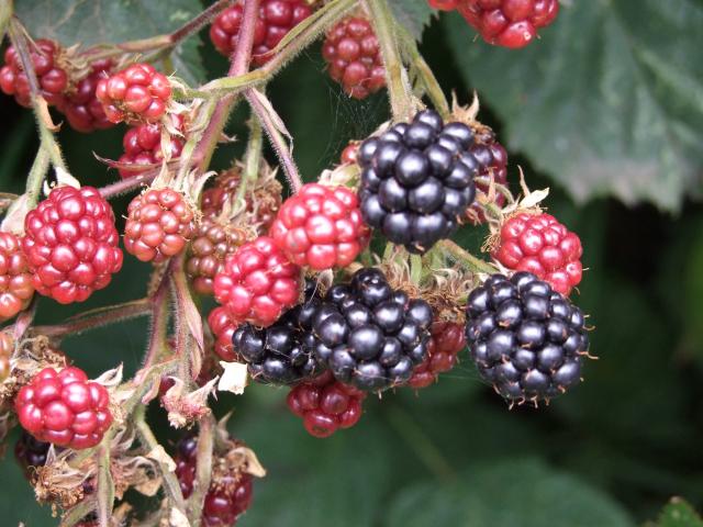 Blackberries need to be pruned after fruiting. Photo by Gillian Vine.