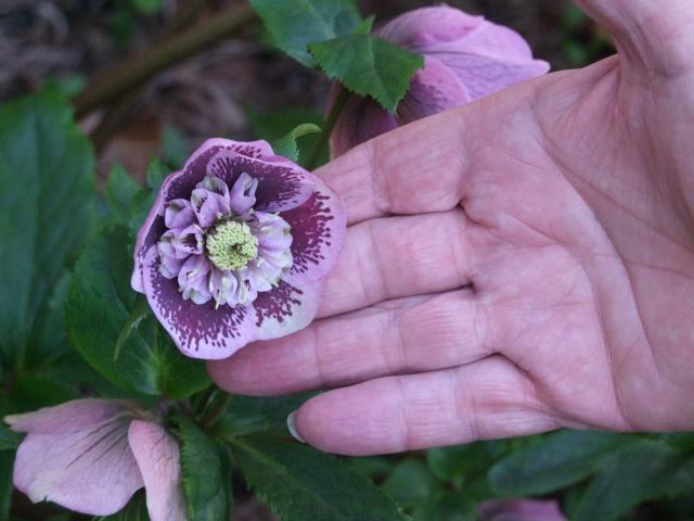 Anemone-centred hellebores have two rows of sepals of different sizes.