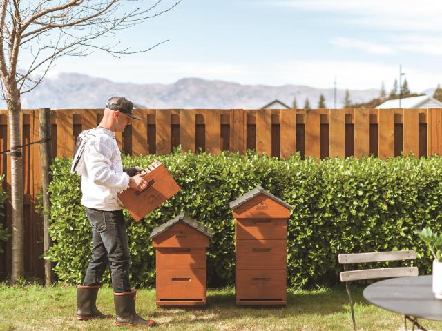 Urban pollinators in 
an Otago family’s 
backyard, courtesy 
of Tiaki Bees 
PHOTO: LUISA APANUI