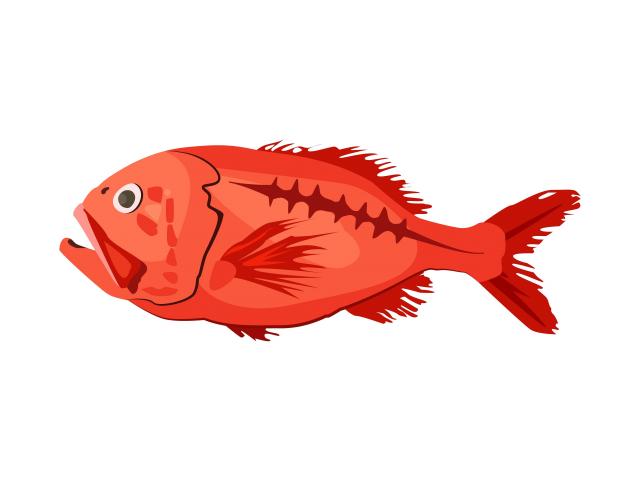 Orange roughy are deep-water fish that can live  for more than 200 years. They grow and swim...