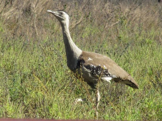 A bustard. PHOTO: ABBY SMITH