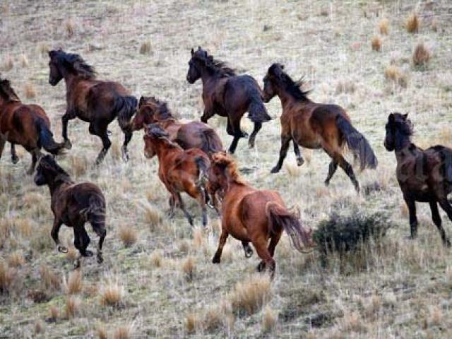 Wild Kaimanawa horses. Photo: The New Zealand Herald