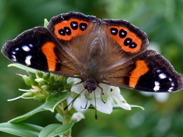 Red admiral butterfly on a hebe. Photo: Jean McKinnon