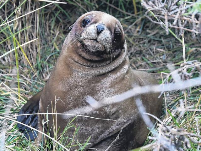 A record crop . . . One of Dunedin’s 31 new New Zealand sea lion pups hides in the bushes at...