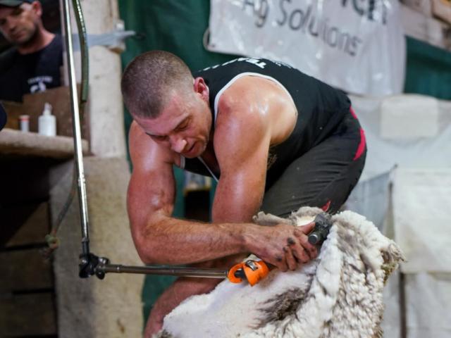 Ettrick-born shearer Luke Vernon works rapidly, on his way to breaking the world record for...
