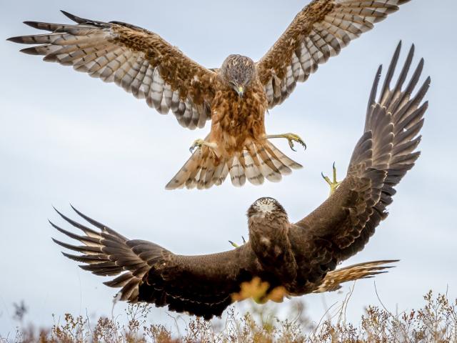 Winner of the 2014 animal section of the Tuhura Otago Museum photography competition Hawk Fight...