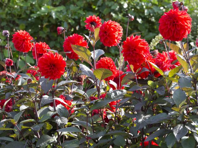 Dahlia "Fire Mountain" is putting on a stunning display at the Dunedin Botanic Garden. PHOTO:...