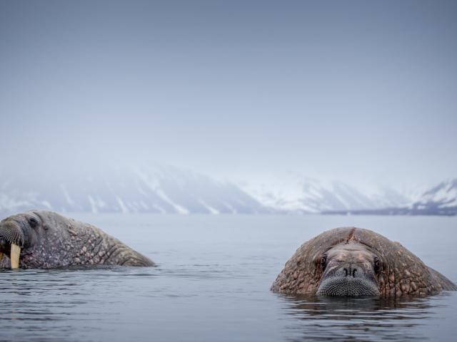 Walrus on the water’s surface in their natural arctic habitat in Svalbard, Norway. PHOTOS: GETTY...