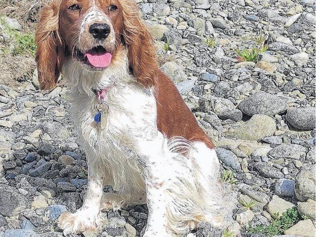 Evie, an 18-month-old Welsh springer spaniel, is helping keep endangered birds safe in the Ashley...