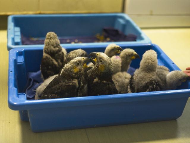 Seventeen kākā chicks have been reared this season at the Dunedin Botanic Garden Aviary.  PHOTO:...