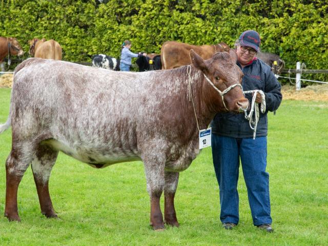 Anita Erskine, of Tuatapere, parades in-calf rising 2-year-old beef shorthorn heifer Westwood...