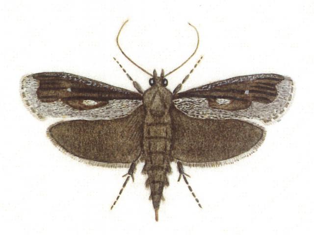 Female frosted phoenix moth — watercolour by G.V. Hudson, 1928. PHOTO: PAV JOHNSSON / SUPPLIED