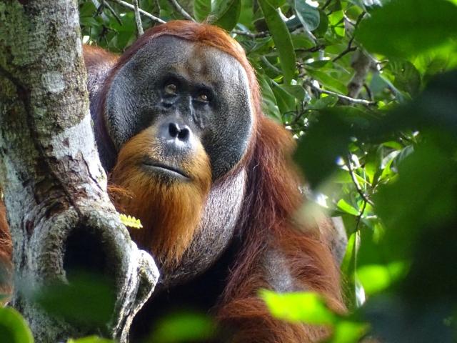 A male Sumatran orangutan named Rakus is seen with a facial wound below the right eye two days...
