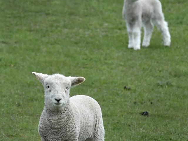 This spring’s national lamb crop is forecast to be 22.8 million head, 0.9% higher than in 2020,...