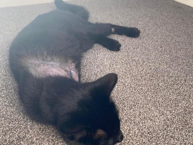 Matthew House’s cat Julian after his leg was amputated as a result of being caught in a gin trap....