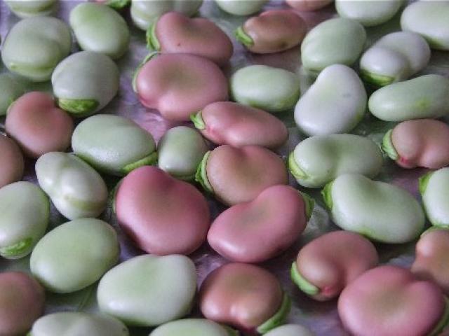 Most broad beans have grey-green or brownish seeds but a purple-seeded form is occasionally seen.