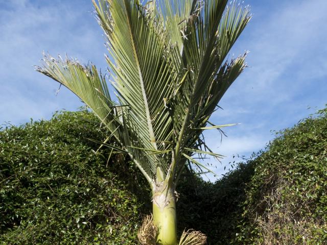 A mature nikau palm in Dunedin Botanic Garden. PHOTO: GERARD O’BRIEN