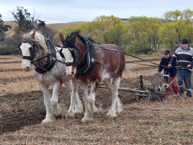 Horse teams joined tractor-pulled ploughs at the East Otago Vintage Machinery club annual...