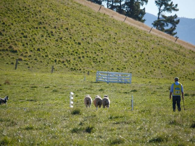Omarama dog triallist Scott Hunter and Lucy won the short head and yard at the South Island sheep...