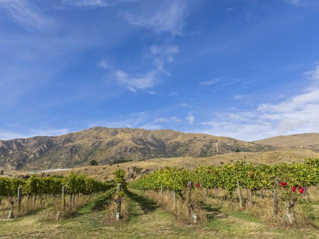 A vineyard landscape at Gibbston Valley. Photo: Getty Images