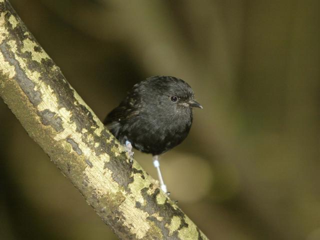 Second-place-getter was the Chatham Island black robin. PHOTO: SUPPLIED