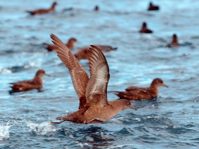 A muttonbird, tītī or sooty shearwater prepares to take flight. Photo: Stephen Jaquiery
