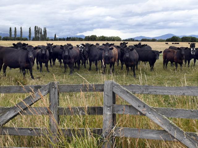 Beef consumption is rising in some key international markets. Photo: Stephen Jaquiery
