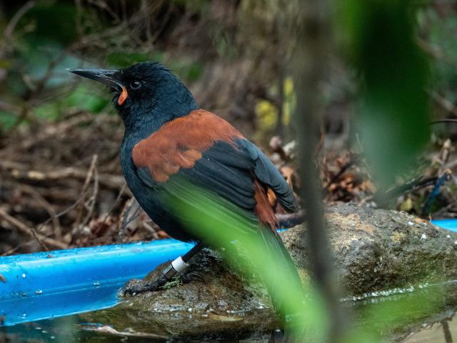 Until recently, opportunities to share habitat with tīeke on the mainland have been extremely...
