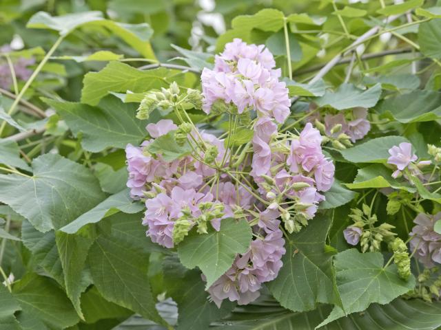 Dombeya burgessiae at the Dunedin Botanic Garden. PHOTO: GERARD O'BRIEN