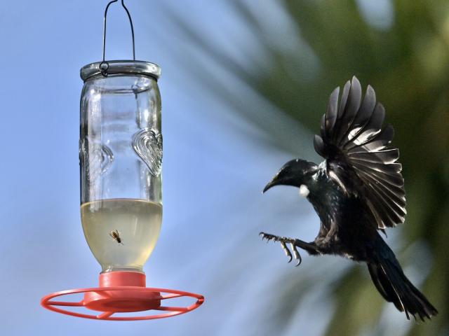 A hungry tūī swoops in for a meal from a sugar water feeder in north Dunedin. PHOTO: GERARD O’BRIEN