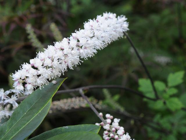 Actaea  is from eastern North America. PHOTO: CRAIG BAXTER