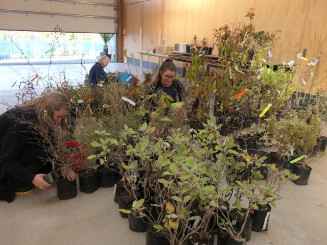 Friends of the Dunedin Botanic Garden prepare for Saturday's plant sale. PHOTO: SUPPLIED