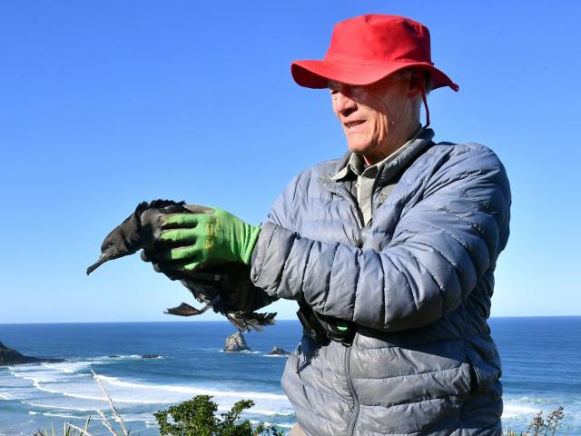 Graeme Loh prepares to release a sooty shearwater rescued after a recent crash landing in Port...