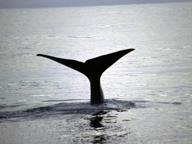 June is the best time to see humpback whales along the Kaikōura coastline, says KORI director Dr...