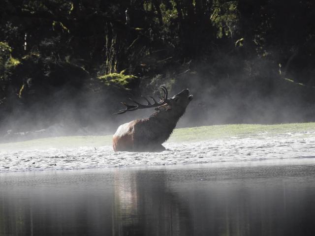 A wapiti deer in Fiordland National Park. PHOTO: SUPPLIED
