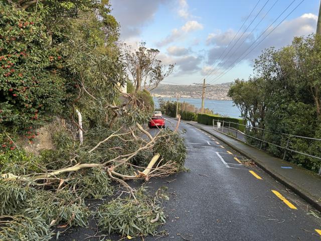 Tree branches down on Doon St in Waverley after strong winds hit Dunedin overnight. Photo: Gregor...