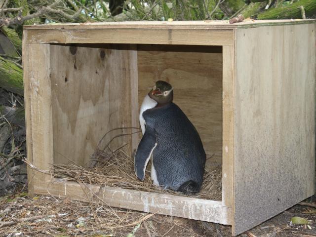 The Penguin Rescue sanctuary at Kātiki Point endeavours to save the embattled hoiho from...